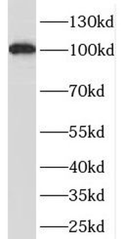 OAS3 Antibody