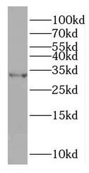 OCIAD1 Antibody