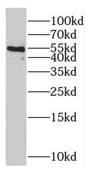 ODC1 Antibody