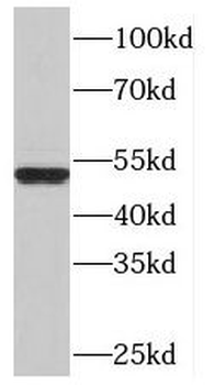 OLFM3 Antibody