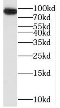 OPHN1 Antibody