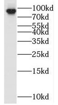 OPHN1 Antibody