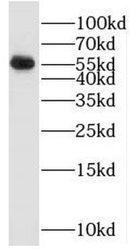 ONECUT2 Antibody