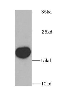 OPA3 Antibody