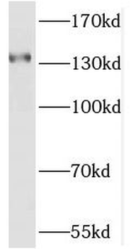 OPLAH Antibody
