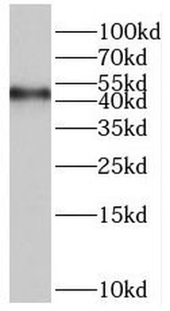 ORC4 Antibody