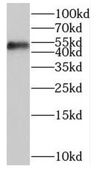 ORC5 Antibody