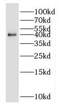 OSTM1 Antibody