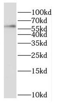 OXSR1 Antibody