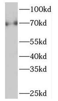 NGFR Antibody