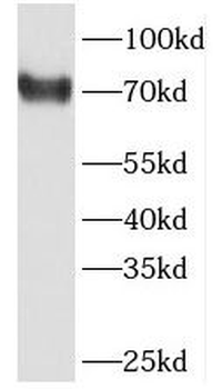 PABPC3 Antibody