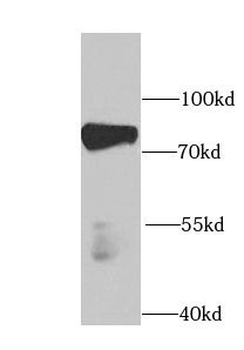 PABPC4 Antibody