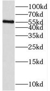 PAG1 Antibody