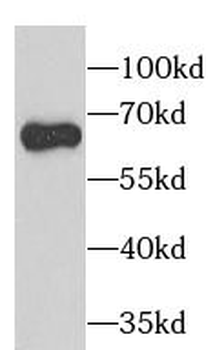 PAK2 Rabbit Polyclonal Antibody