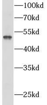PANX1 Rabbit Polyclonal Antibody