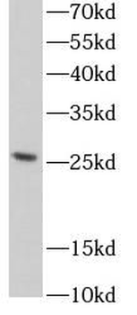PAQR4 Antibody
