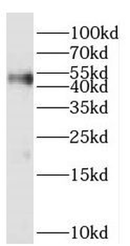 PARVA Antibody