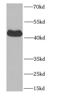 PAWR Rabbit Polyclonal Antibody