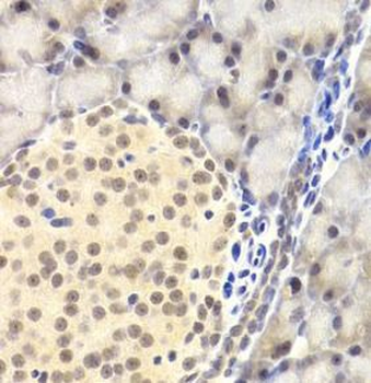 PAWR Rabbit Polyclonal Antibody