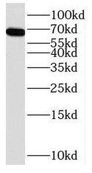 PXN Rabbit Polyclonal Antibody