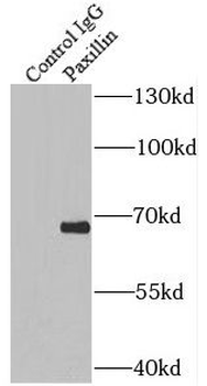 PXN Rabbit Polyclonal Antibody