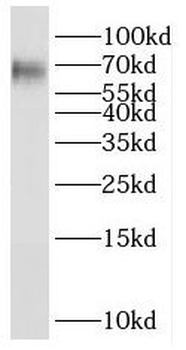 PXN Rabbit Polyclonal Antibody