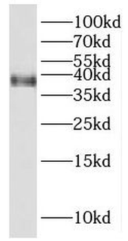 PBK Rabbit Polyclonal Antibody