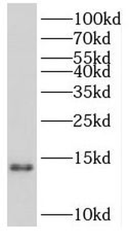 PCBD2 Antibody