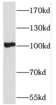 PCDHA5 Antibody