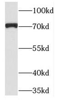 PCDHB5 Antibody