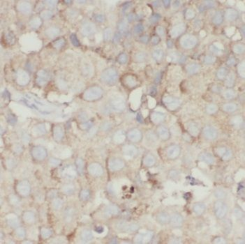 PCDHGC3 Antibody