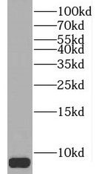 PCP4 Antibody