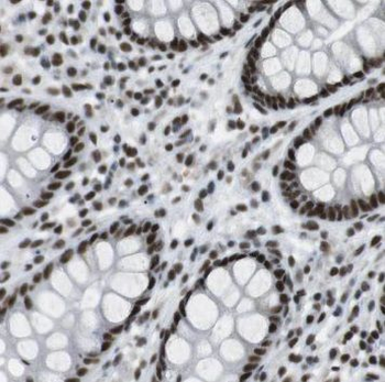 PCYOX1 Antibody
