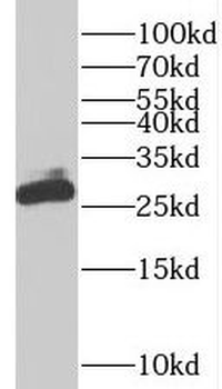 PDAP1 Antibody
