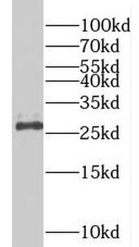 PDCD10 Antibody
