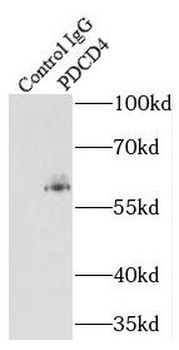 PDCD4 Rabbit Polyclonal Antibody