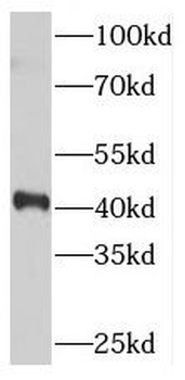 PDCL Antibody