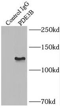 PDE3B Antibody
