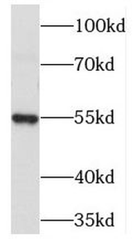 PDE6C Antibody