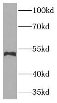 TYMP Antibody