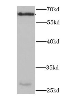 PDZK1 Antibody