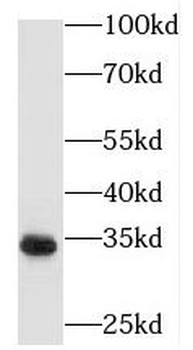 PECR Antibody