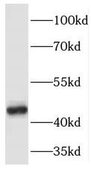 PELI1 Antibody