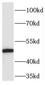 PELI2 Antibody