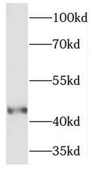 PELO Antibody