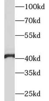 PGA5 Rabbit Polyclonal Antibody