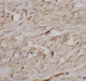 PGA5 Rabbit Polyclonal Antibody