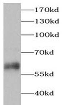 PRPH Antibody