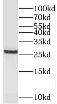 PEX11G Antibody