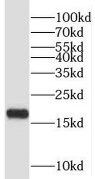PFDN2 Antibody